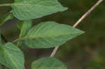 Climbing nightshade